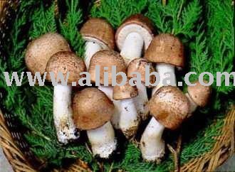 dehydrated  mushroom   agaricus  blazei murril