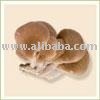 Dried Oyster Mushroom -