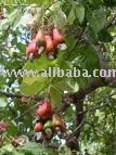 Cashew Nut