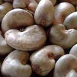 Raw Cashew Nuts in Shell