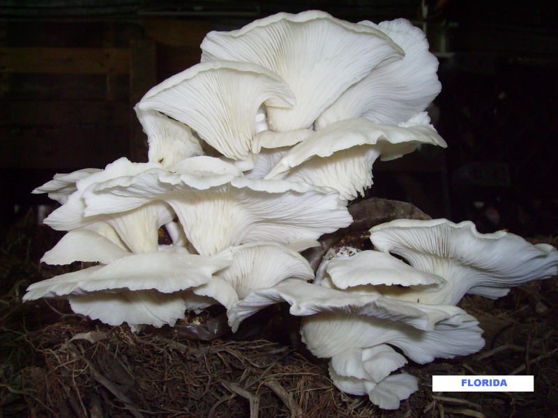 Oyster Mushroom by Products