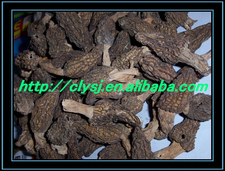 morchella esculenta