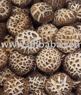 Shiitake Mushroom