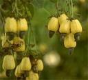 cashew nuts