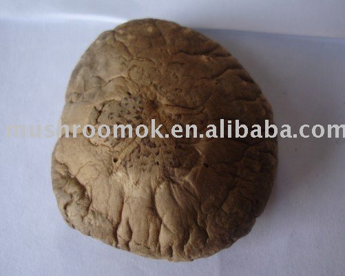 Dried mushroom (Smooth surface mushroom)
