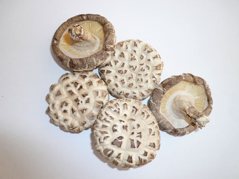 White Flower Mushroom