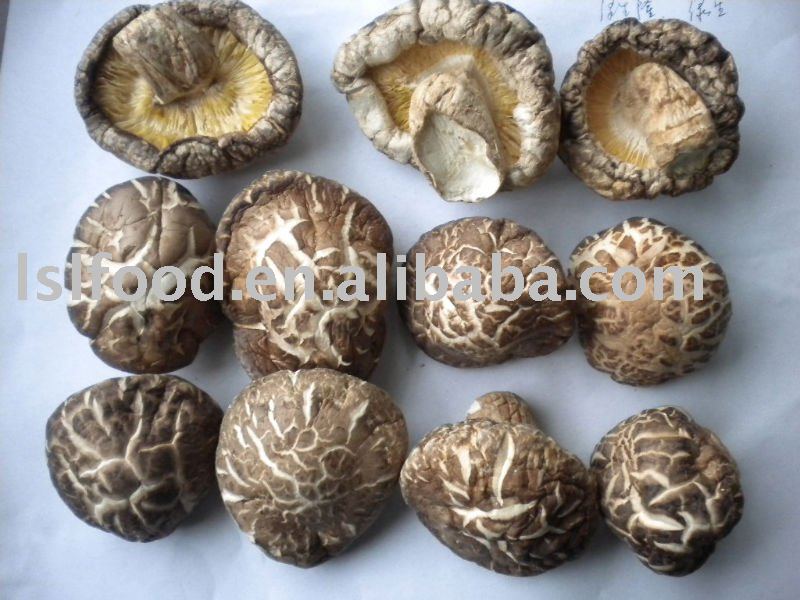 tea flower mushroom grow in autumn