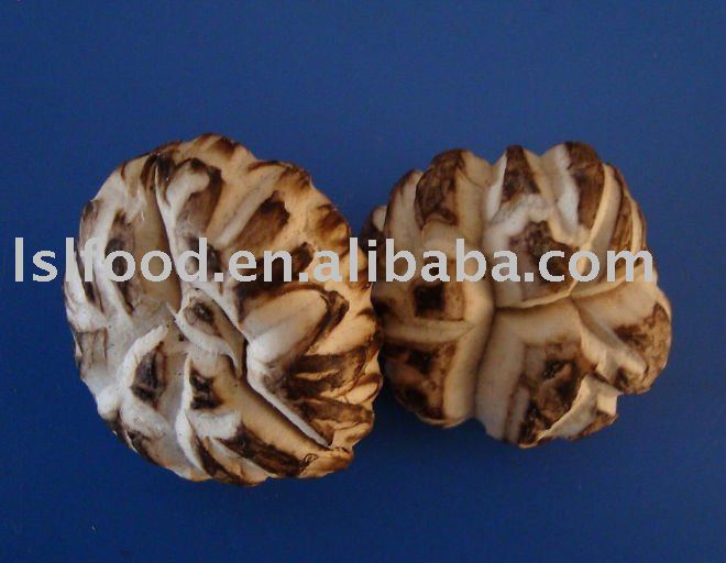 2011new white flower shiitake mushroom grow in spring