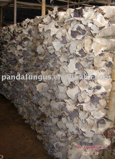 high quality white back black fungus