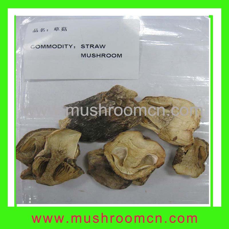 2011 hot sale straw mushroom