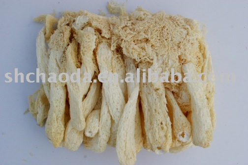 wild mushroom