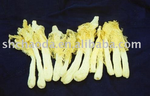 Dictyophora
