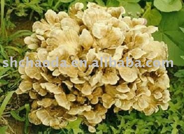 maitake