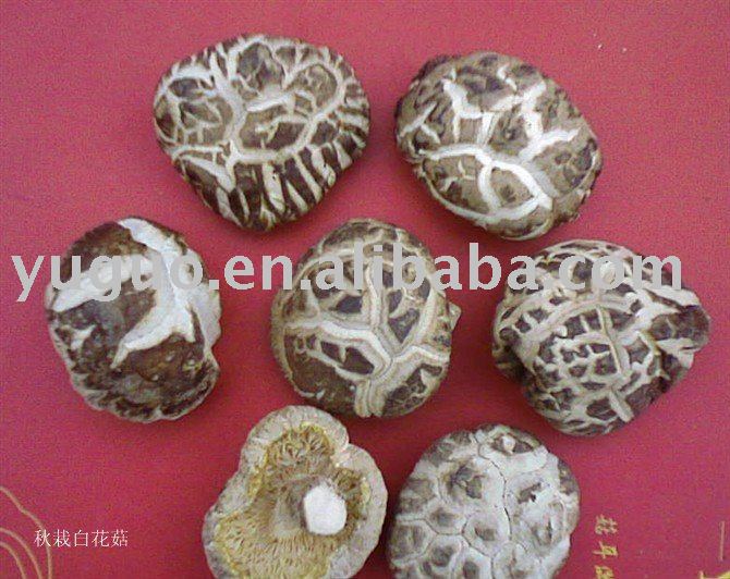 shiitake mushroom log
