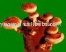  log   shiitake 