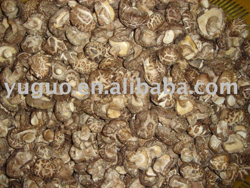  white   flower   shiitake  mushroom