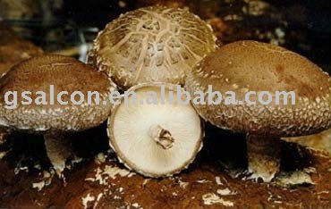  organic   dried   shiitake  (shaanxi)