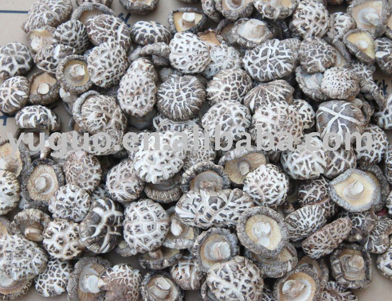 YUGUO  dried   white  flower  shiitake  mushroom