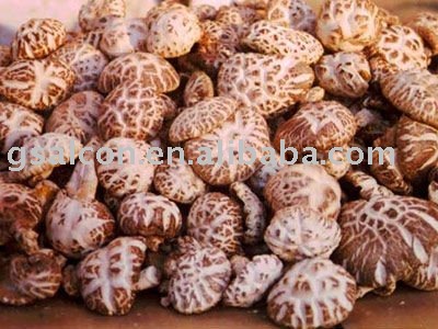 2010 new crop lentinus edodes(shiitake)