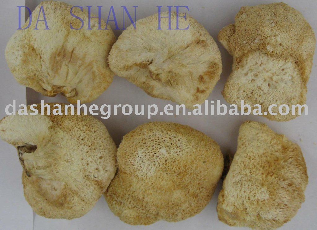 Hericium  Mushroom / Monkey  Head  Mushroom 