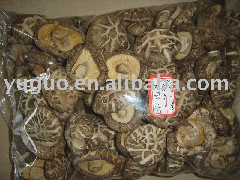 SUPPLY DRIED WHITE FLOWER SHIITAKE