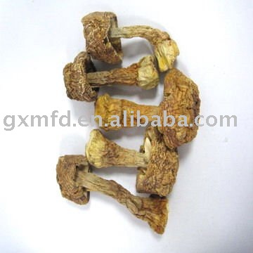  Agaricus   Blazei   Mushroom 