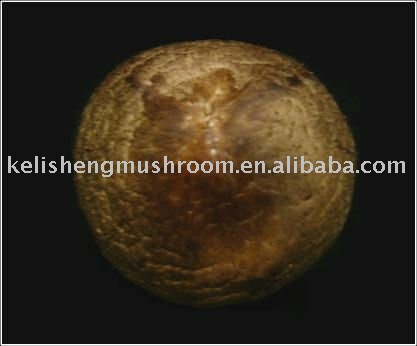 Kelison Mushrooms---K48