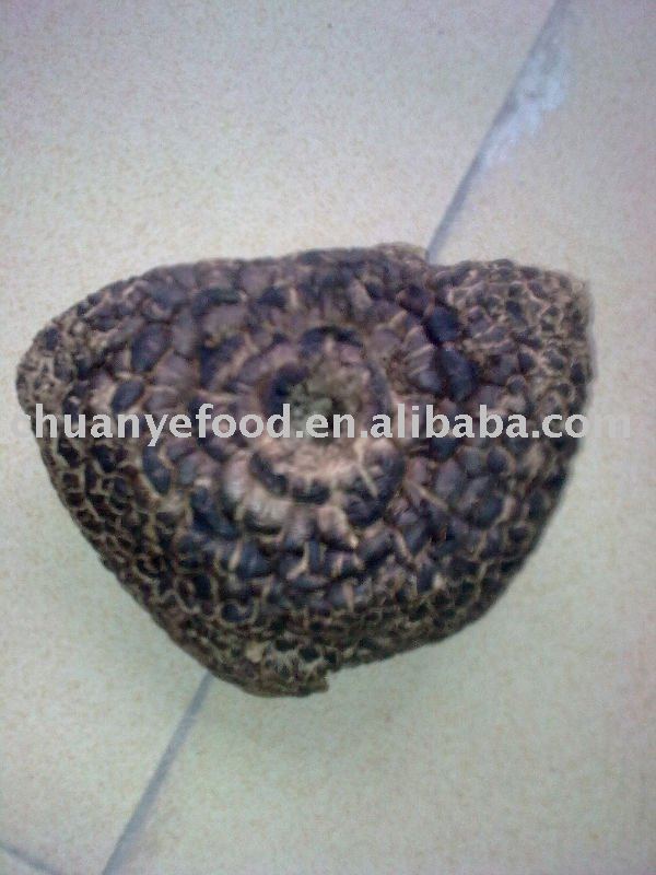 dried sarcodon aspratus for export