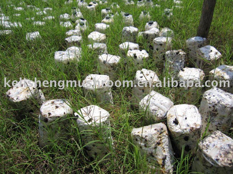 Dried Black fungus growing