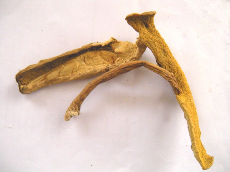 Dried Sliced King Boletus Edulis High Quality