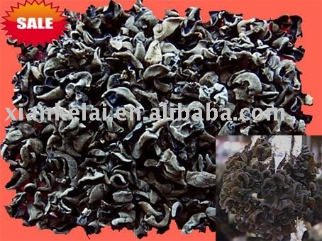 Black Auricularia