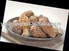 frozen morel mushroom