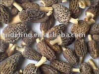 willd morel mushroom