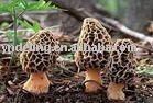 fresh willd morel mushroom