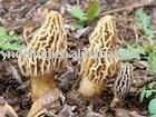  fresh   morel  mushroom