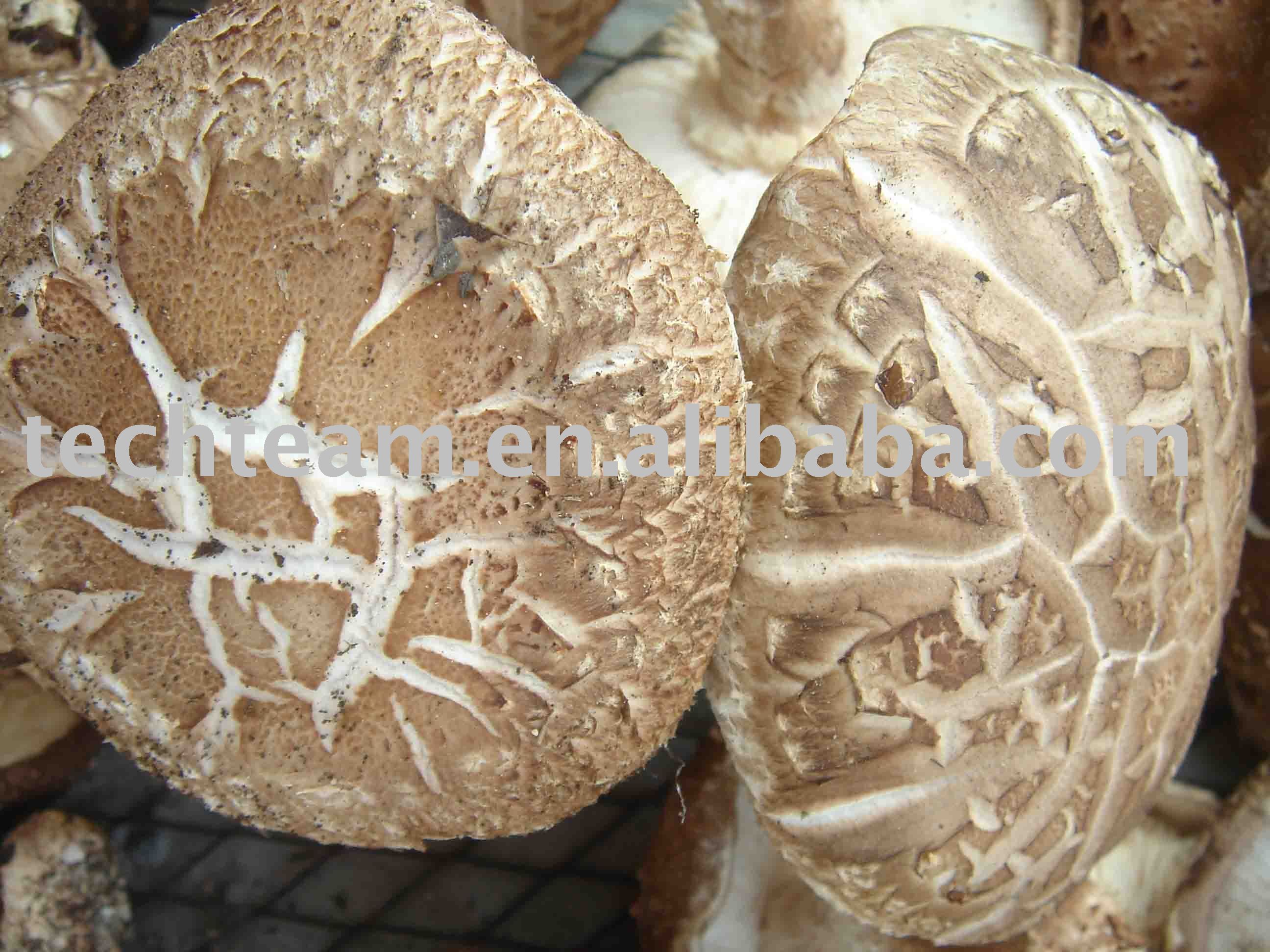 Dried organic shiitake mushroom