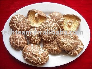 organic dried shiitake mushroom(wild)