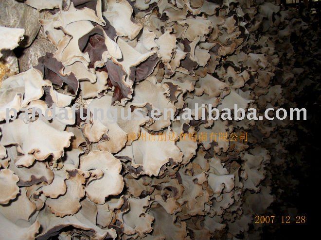  vigor ous  mushroom