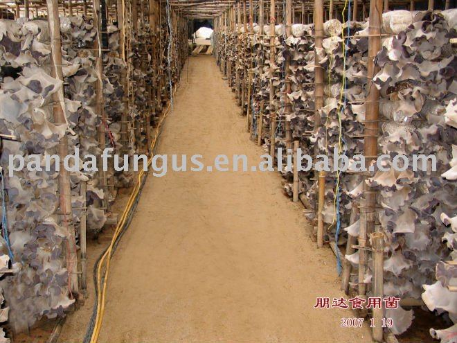 2011year  mushroom  production