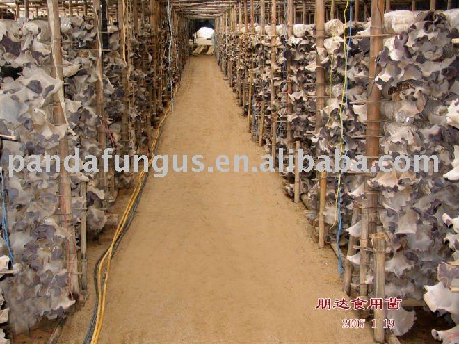 mushrooms production line