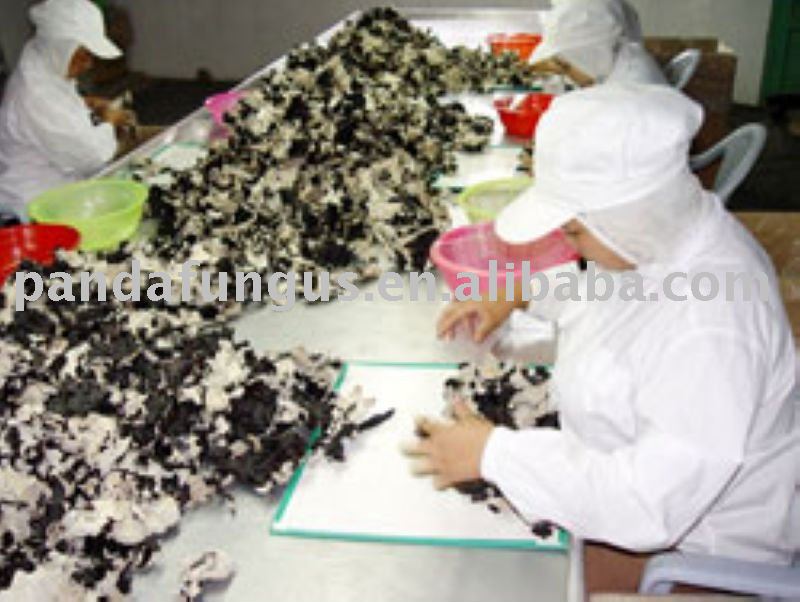 mushrom processing