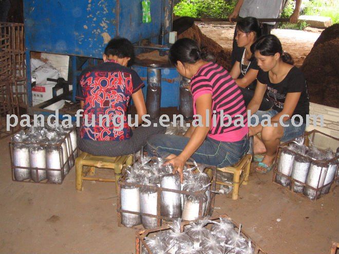china mushrooms production line