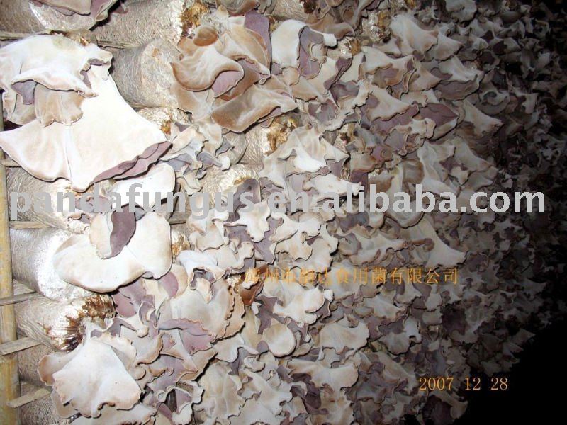 vigorous growing mushroom