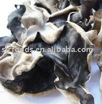 White back fungus