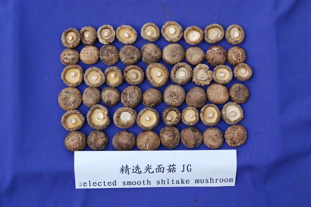 Selected smooth shiitake mushroom