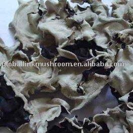 wild black fungus
