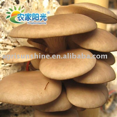 oyster mushroom