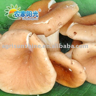 dried  champigon 