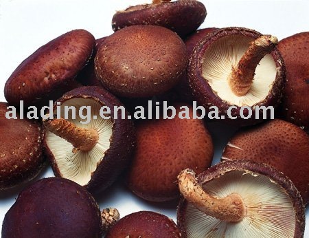  Shiitake   mushroom   extract 