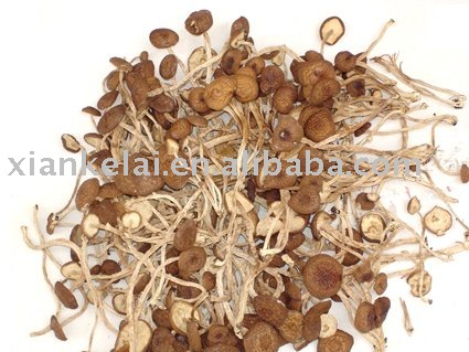 Agrocybe Cylindracea